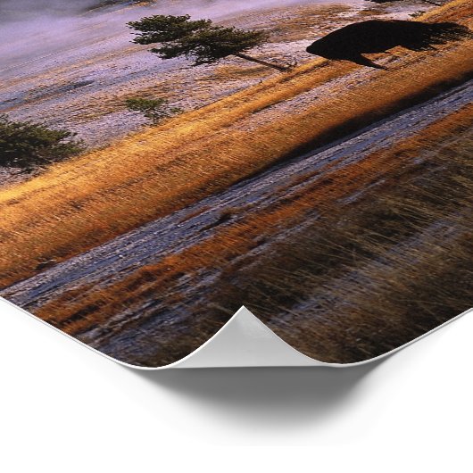 Bison Weideland im Obergeyser-Becken in der Nähe Poster (Ecke)