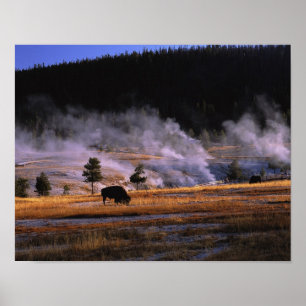 Bison Weideland im Obergeyser-Becken in der Nähe Poster