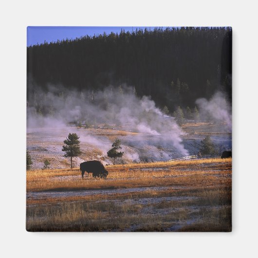 Bison Weideland im Obergeyser-Becken Magnet (Vorne)