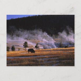 Bison Weideland im Obergeyser-Becken Postkarte