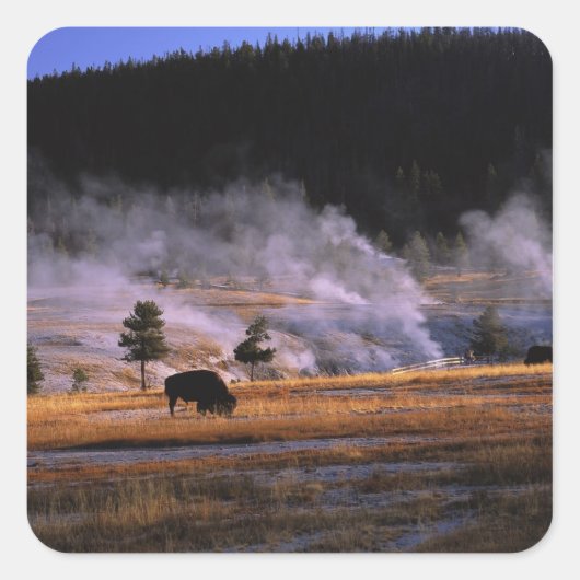 Bison Weideland im Obergeyser-Becken Quadratischer Aufkleber (Vorderseite)