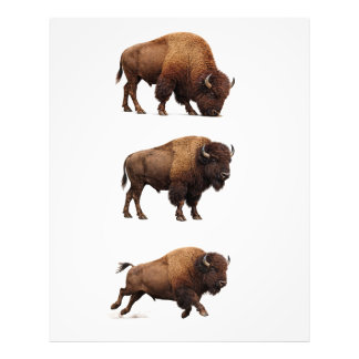 Bison-Wildlife-Wandkunstposter Fotodruck