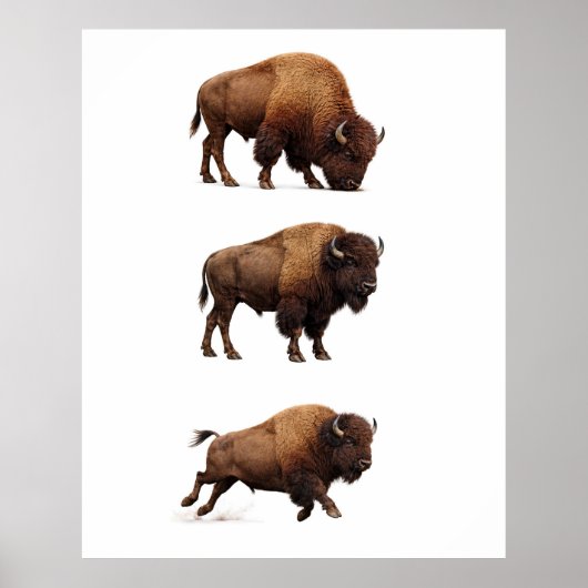 Bison-Wildlife-Wandkunstposter Poster (Vorne)