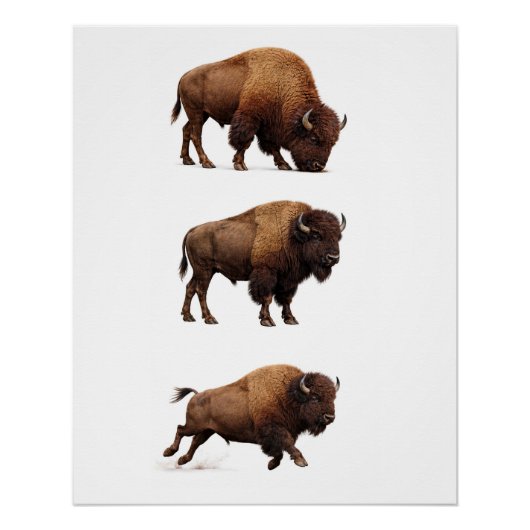 Bison-Wildlife-Wandkunstposter Poster (Vorderseite)