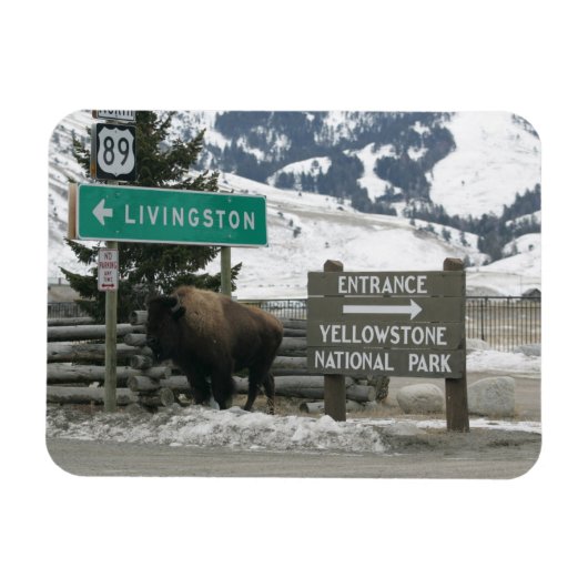 BIson, Yellowstone-Eingang, Gardiner, MT Magnet (Horizontal)