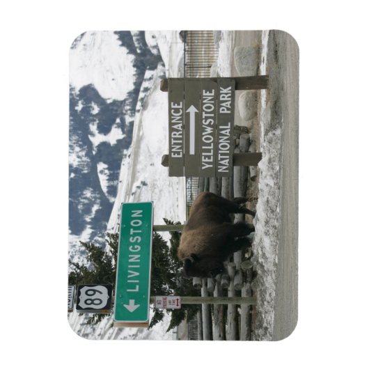 BIson, Yellowstone-Eingang, Gardiner, MT Magnet (Vertikal)