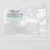 Bison, Yellowstone-Eingang, Gardiner, MT Postkarte (Rückseite)