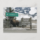 Bison, Yellowstone-Eingang, Gardiner, MT Postkarte (Vorderseite)