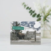 Bison, Yellowstone-Eingang, Gardiner, MT Postkarte (Stehend Vorderseite)