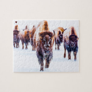 Bison Yellowstone Wyoming Puzzle