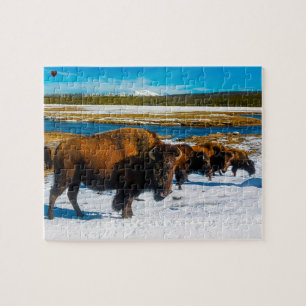Bison Yellowstone Wyoming Puzzle