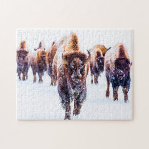 Bison Yellowstone Wyoming. Puzzle