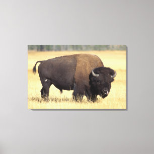 Bisonbulle im Yellowstone National Leinwanddruck