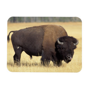 Bisonbulle im Yellowstone National Magnet