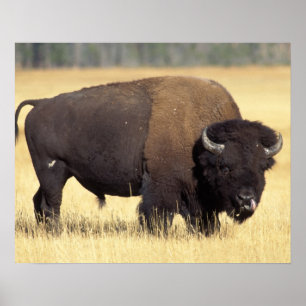 Bisonbulle im Yellowstone-Nationalpark Poster