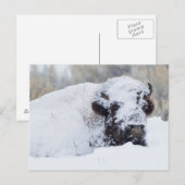 Bisonbulle, Wintermantel Postkarte (Vorne/Hinten)