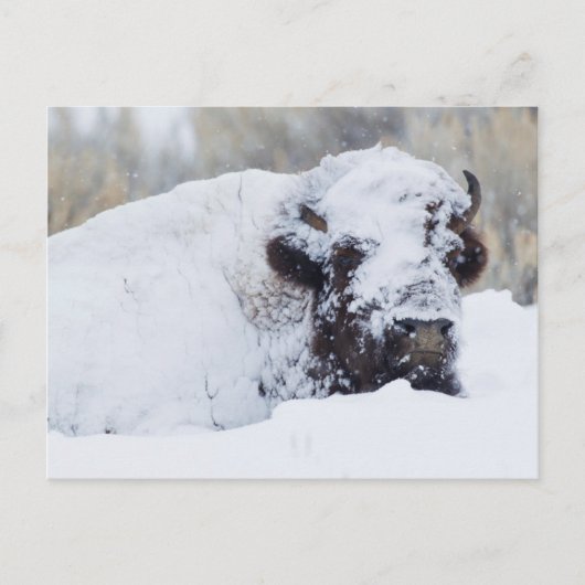 Bisonbulle, Wintermantel Postkarte (Vorderseite)