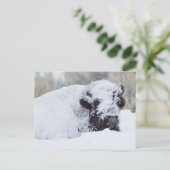 Bisonbulle, Wintermantel Postkarte (Stehend Vorderseite)