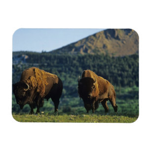 Bisonbullen im Waterton-Lakes-Nationalpark Magnet