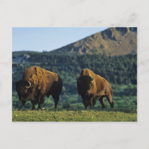 Bisonbullen im Waterton-Lakes-Nationalpark Postkarte