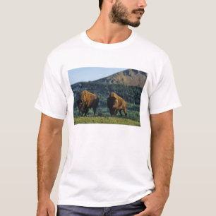 Bisonbullen im Waterton-Lakes-Nationalpark T-Shirt