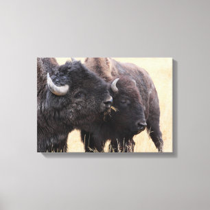 Bisonfreundschaft Leinwanddruck