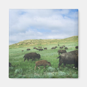 Bisonherde grasen Präriegras bei Theodore Magnet