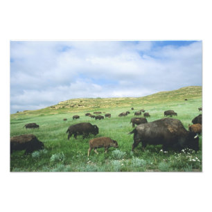 Bisonherde grast auf Präriegras bei Theodore Fotodruck