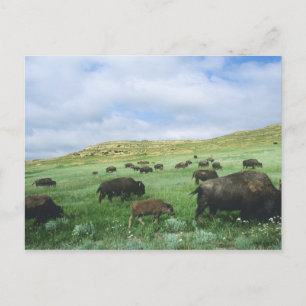 Bisonherde grast auf Präriegras bei Theodore Postkarte