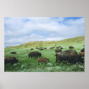 Bisonherde grast Präriegras bei Theodore Poster