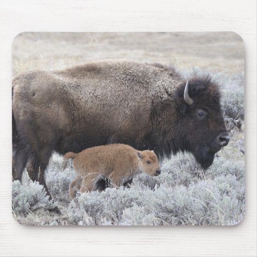 Bisonkuh mit Kalb, Yellowstone Mousepad (Vorne)