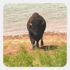 Bisons am Wasser Quadratischer Aufkleber