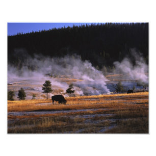 Bisons beim Grasen im Upper Geyser Basin Fotodruck