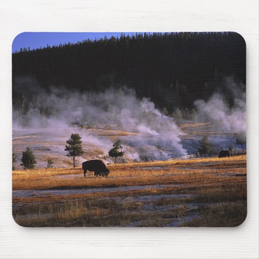Bisons beim Grasen im Upper Geyser Basin Mousepad (Vorne)