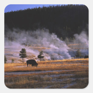 Bisons beim Grasen im Upper Geyser Basin Quadratischer Aufkleber