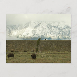 Bisons im Grand Teton National Park Fotografie Postkarte