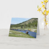 Bisons im Yellowstone-Nationalpark Karte (Gelbe Blume)