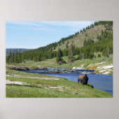 Bisons im Yellowstone-Nationalpark Poster (Vorne)