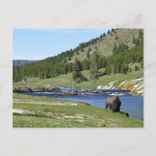 Bisons im Yellowstone-Nationalpark Postkarte
