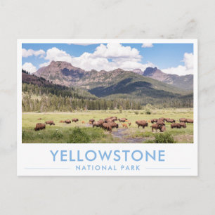 Bisons im Yellowstone-Nationalpark Sommerberg Postkarte