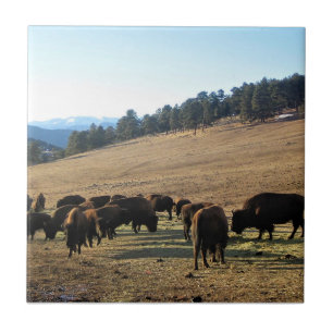 Bisons in Colorado Fliese