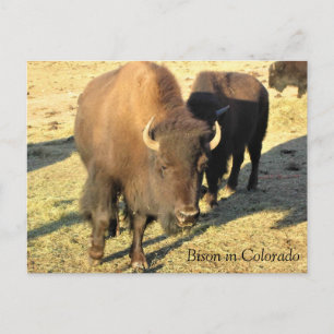 Bisons in Colorado Postkarte