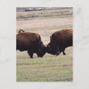 Bisons spielen kämpfen postkarte