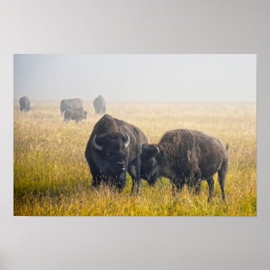 Bisons werben in Yellowstone Poster (Vorne)
