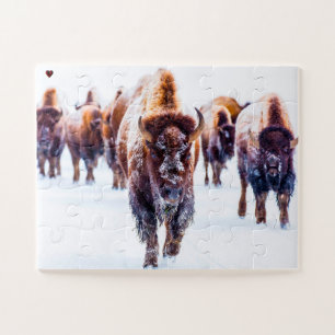 Bisons Yellowstone Wyoming Puzzle