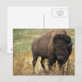 Bisonte Americano Postkarte (Vorne/Hinten)