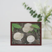 Bisquit Mushrooms Postkarte (Stehend Vorderseite)