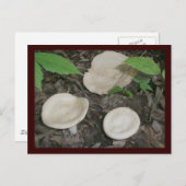 Bisquit Mushrooms Postkarte (Vorne/Hinten)