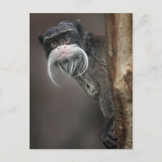 Bist du mein Friseur? Postkarte (Vorderseite)