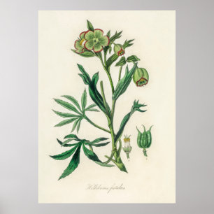 Bistort (Polygonum bistorta) aus Botanik Poster